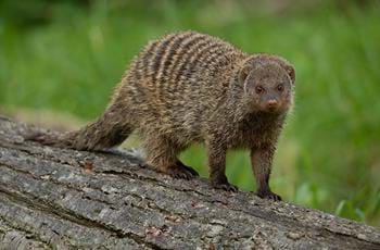 Meet Our Banded Mongooses