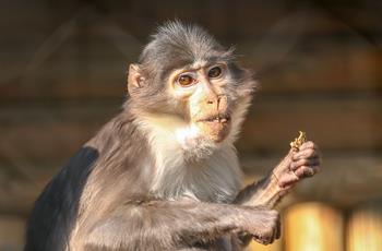 White Naped Mangabey