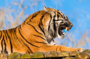 Sumatran Tiger