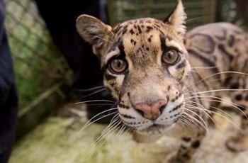 Clouded leopards