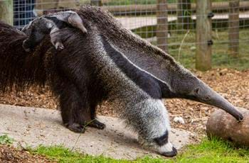 Giant anteater