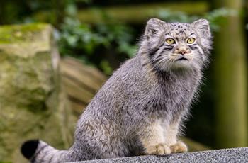 Pallas cat