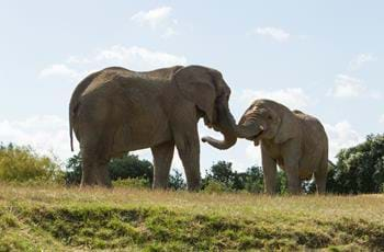 African Elephant