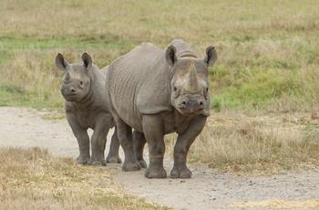 Eastern Black Rhino