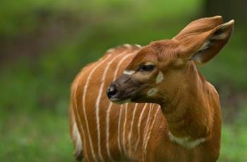 Eastern Bongo