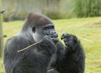 Western lowland gorilla silverback at Port Lympne Hotel & Reserve in Kent, UK