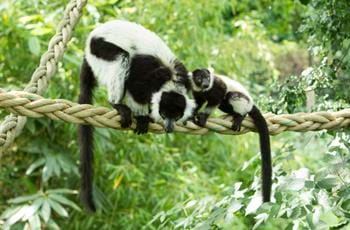 Black and white ruffed lemur