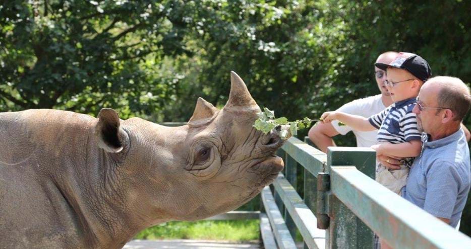 Rhino encounter at Port Lympne Hotel & Reserve in Kent