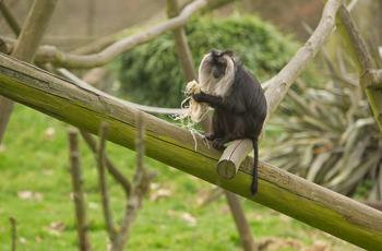 Lion tailed macaque