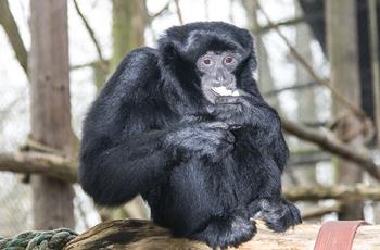 Siamang gibbon