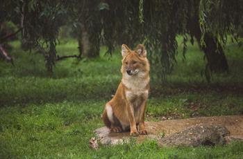 Dhole