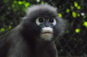 Dusky langur