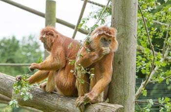 Javan langur