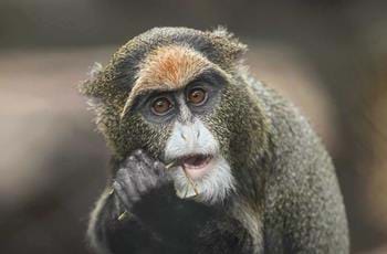 De brazza monkey