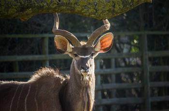 Greater kudu