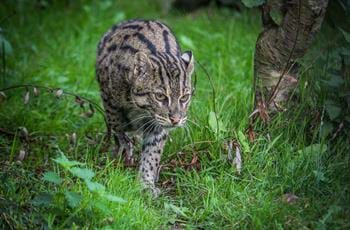 Fishing cat