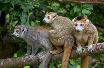 Crowned lemur