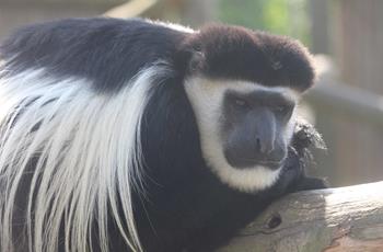 Eastern black and white colobus monkey