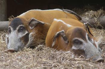 Red River hog