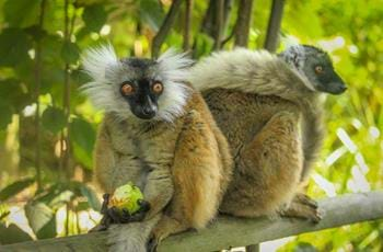 Black lemur