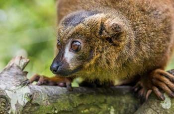 Red bellied lemur