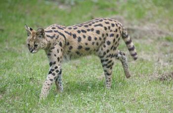 Serval