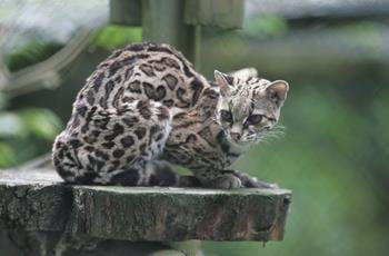 Margay