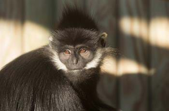 Francois langur