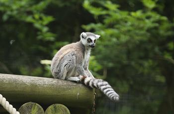 Ring Tailed Lemur