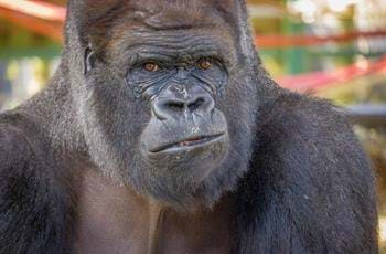 Western Lowland Gorilla