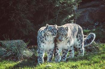 Snow leopards