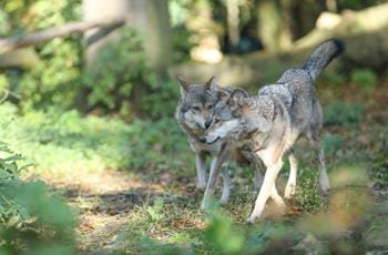 European Grey Wolves