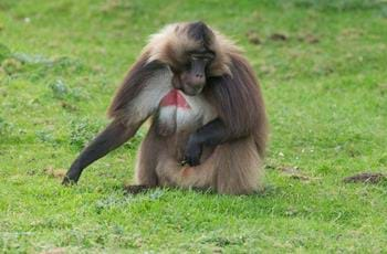 Gelada Baboons