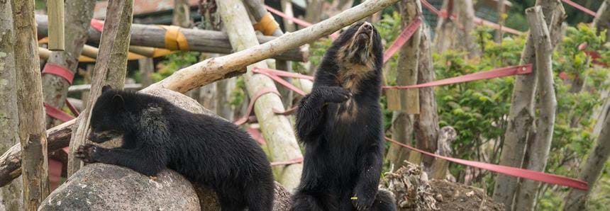 Spectacled bears at Port Lympne Hotel & Reserve