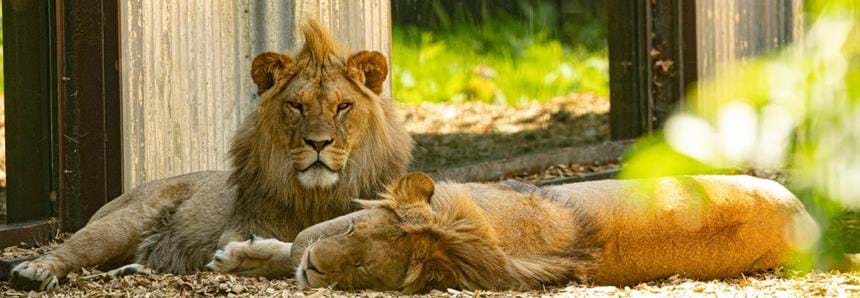 African lions at Port Lympne Hotel & Reserve in Kent