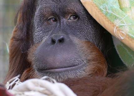 Orangutan_Photo.jpg
