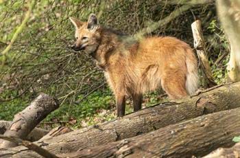 Maned Wolf
