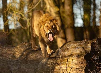 African lion at Port Lympne Hotel & Reserve in Kent