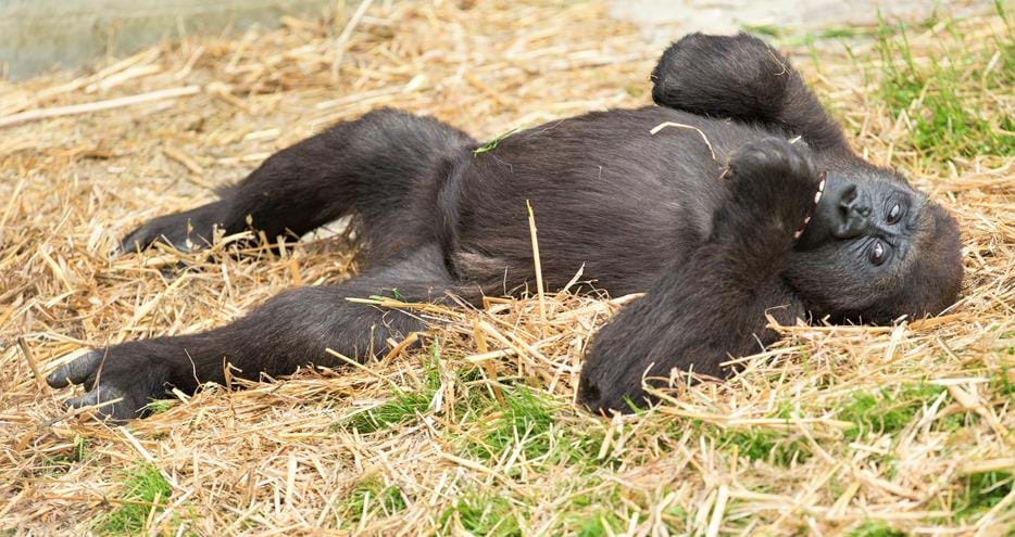 Western lowland gorilla at Port Lympne Hotel & Reserve in Kent