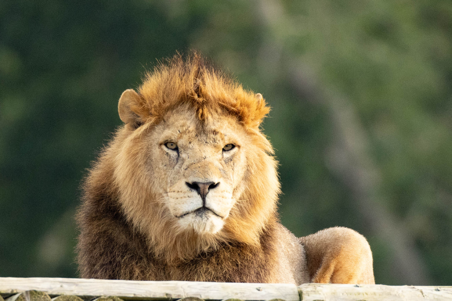 lion at port lympne
