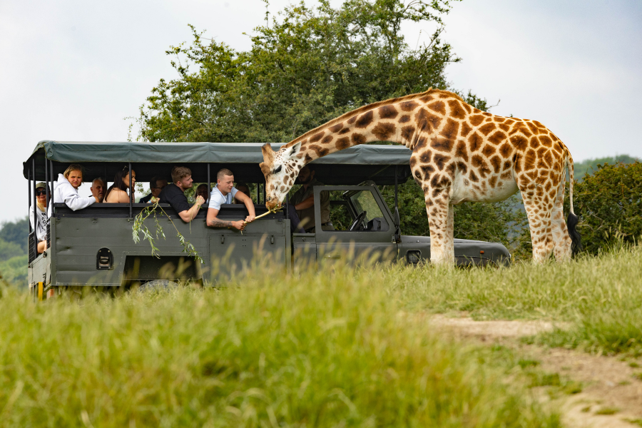 Giraffe experience at Port Lympne