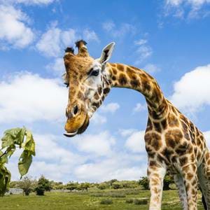 Giraffe-3.jpg