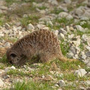 Banded-Mongoose_073A0995.jpg