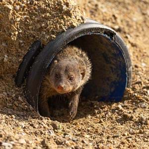 Banded-Mongoose_073A1686.jpg