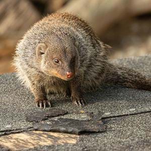 Banded-Mongoose_073A8037.jpg