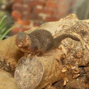 Dwarf-Mongoose_SMALL_FQ4G8949.jpg