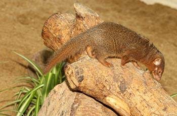 Dwarf Mongoose