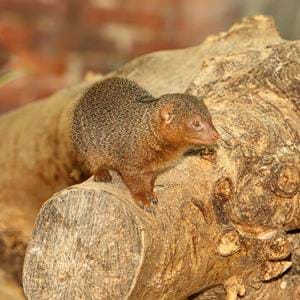 Dwarf-Mongoose_SMALL_FQ4G8984.jpg