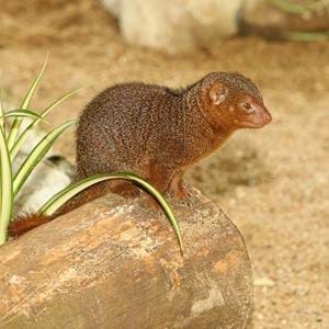 Dwarf-Mongoose_SMALL_FQ4G8990.jpg
