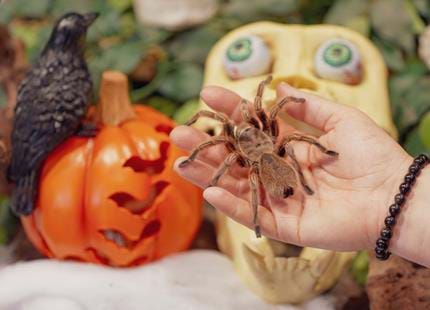Creepy Crawlies.99.jpg